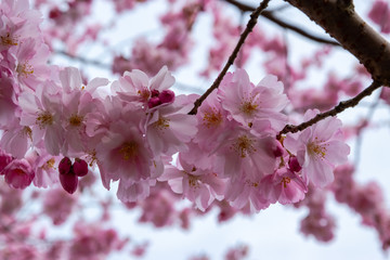 One brief season moment in spring time is the blooming of sakura tree.