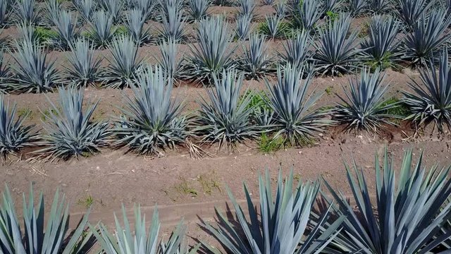 vista a&eacute;rea de plantaciones de agave azul, materia prima para la elaboraci&oacute;n de tequila, bebida alcoh&oacute;lica tradicional de M&eacute;xico