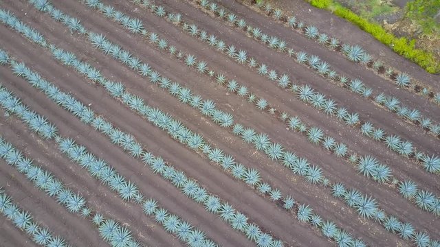 vista a&eacute;rea de plantaciones de agave azul, materia prima para la elaboraci&oacute;n de tequila, bebida alcoh&oacute;lica tradicional de M&eacute;xico
