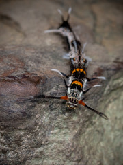 colorful and hairy caterpiller on island koh rong