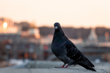 Pigeon at sunset