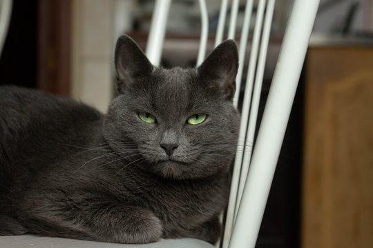 Gray cat lies on a chair. She has green eyes. The fur is shiny. Photo near.