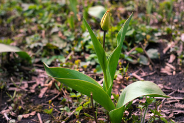 Full length photograph of a tulip. The bud has not yet opened. Green color. Nature is reborn.