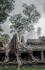 root of banyan tree on the ta prohm temple in angkor wat