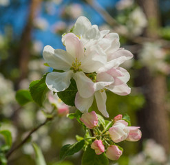 
white-pink flower of a blossoming apple tree on a natural background macro