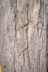 the texture of the wood surface covered with red paint is aged wood.