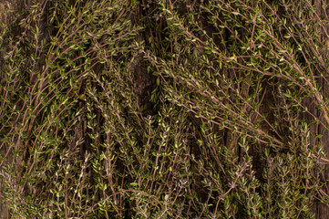 Background from the branches of thyme. Herbs.