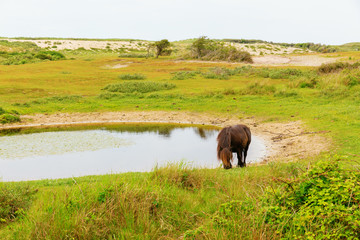 pond with pony in the dune landscape in the province Zeeland, Netherlands