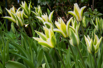 Obraz premium Group of white and green flowering tulips, TULIPA 'Green Star', in garden border, just open in evening light.