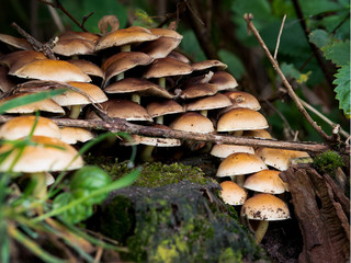 picture of a bunch of changeable pholiota, mushrooms