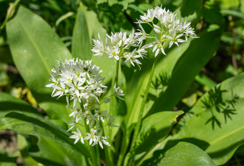 Wild garlic (Allium ursinum) or ramsons white fragrant very small flowers. Buckrams broad-leaved garlic or bear's garlic on green background. Natural concept of spring. Selective close-up focus