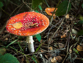 Picture of a toadstool made in the woods