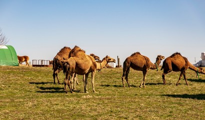 Herd of camels seen in Pennsylvania on a spring day