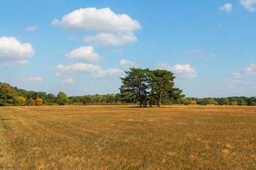 Fototapeta premium Autumn steppe landscape with trees, Askania-Nova biosphere reserve (sanctuary), Ukraine.
