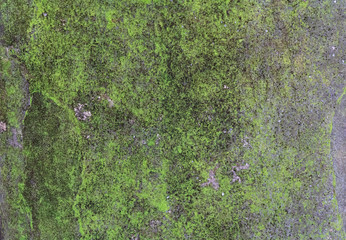 Green natural wall with moss-covered background texture