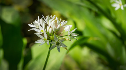 Wild garlic (Allium ursinum) or ramsons white fragrant very small flowers. Buckrams broad-leaved garlic or bear's garlic on green background. Natural concept of spring. Selective close-up focus
