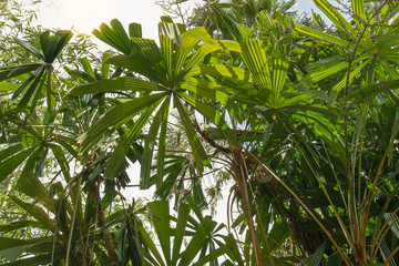 Green plants tropical palm trees, Sri Lanka