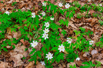 Blooming of white flowers Anemone in the forest