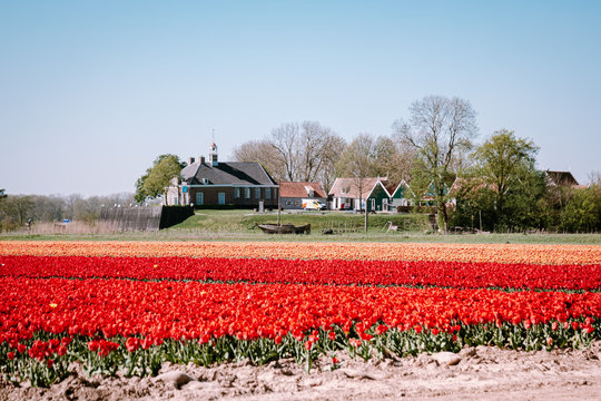 Tulip flowers by the former Island Of Schokland Netherlands, red tulips during Spring season in the netherlands
