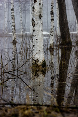 reflection of trees in the water