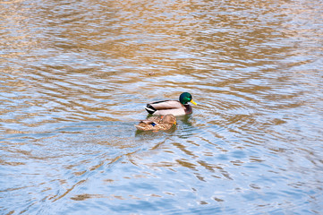 Pair of ducks, female and drake of the breed Mallard swim in the water of a city lake.