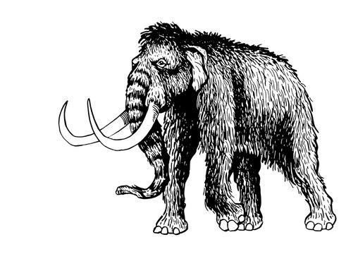 recommend clip art: Graphical sketch of mammoth isolated on white background, vector illustration