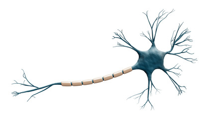 Generic blue neuron cell model isolated on a white background with copy space. Science, neuroscience, biology, microbiology, neurology 3d rendering illustration. - obrazy, fototapety, plakaty