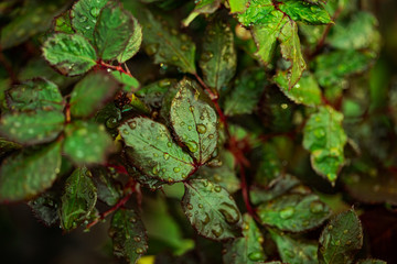 Beautiful background of green wet spring leaves