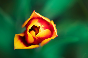 Blooming Tulip. Red tulip bud. Spring background with a bright tulip.