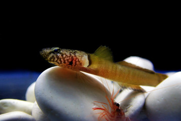 Chestnut goby - (Chromogobius quadrivittatus) 