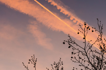 Sky background at sunset time, natural colors and clouds with tree shape sideways