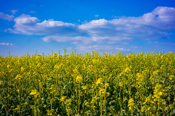 Rapeseed field on a sunny day with clear skies