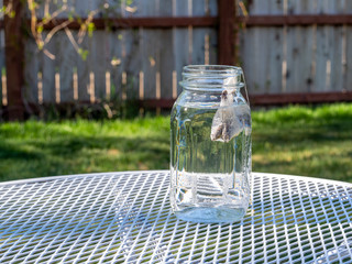 Brewing freshly made sun tea or sweet tea outdoors in the warm sunshine on a summer day.