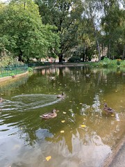 river in the park