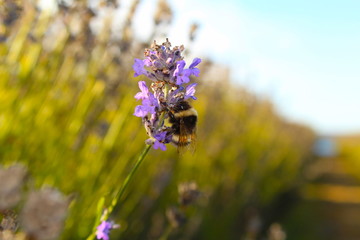Obraz premium bumble bee on lavender flower