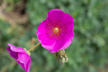 Fototapeta premium pink poppy flower
