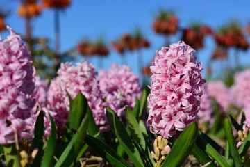 Fototapeta premium Pink hyacinth in a flower field in holland during the summer in front of a blue sky background