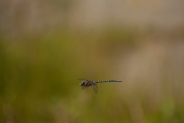 Dragonfly in fly in macro 