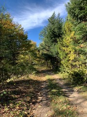 path in the woods