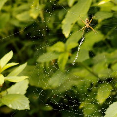 Spider in its web with dew drops