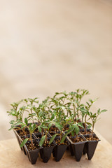 Tomato seedlings in a pot close up selective focus on outside natural blurred beige background. Young plants in plastic cells; organic gardening. Mockup vertical copy space . Home garden growing