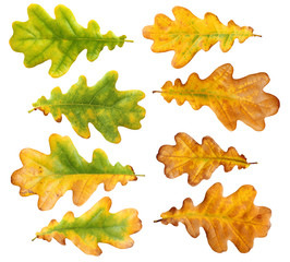 autumn oak leaves isolated on white background with clipping path.