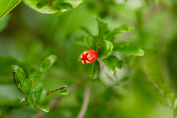 Red pomegranate flowers on pomegranate blossoming tree in the garden. Pomegranate flowers with buds on a branch with green leaves.