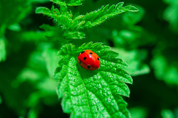 ladybug on green leaf