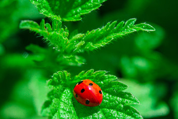 ladybug on green leaf