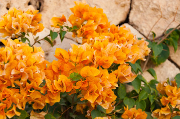 Yellow bougainvillea flowers on a sand stone background