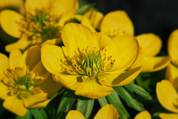 Close up of yellow anemone (Anemone ranunculoides, yellow wood anemone, buttercup anemone) 
