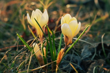 yellow crocus flowers