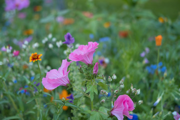 purple flowers in the field
