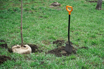 A shovel is stuck in the ground next to a tree seedlings prepared for planting. Park or afforestation. Ecology and landscape design